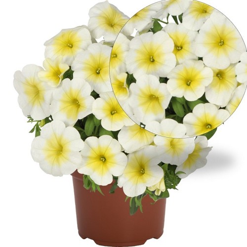 Calibrachoa 'Bloomtastic Sunshine' - Puispetuunia 'Bloomtastic Sunshine' P9/0,55L